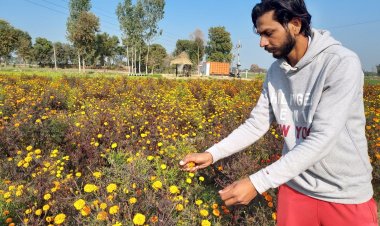 ਵਿਦੇੇਸ਼ਾਂ ਤੱਕ ਧਾਕ ਹੈ ਜੰਡਵਾਲਾ ਖਰਤਾ ਦੇ ਸੁਖਚੈਨ ਸਿੰਘ ਦੇ ਫੁੱਲਾਂ ਦੇ ਬੀਜਾਂ ਦੀ